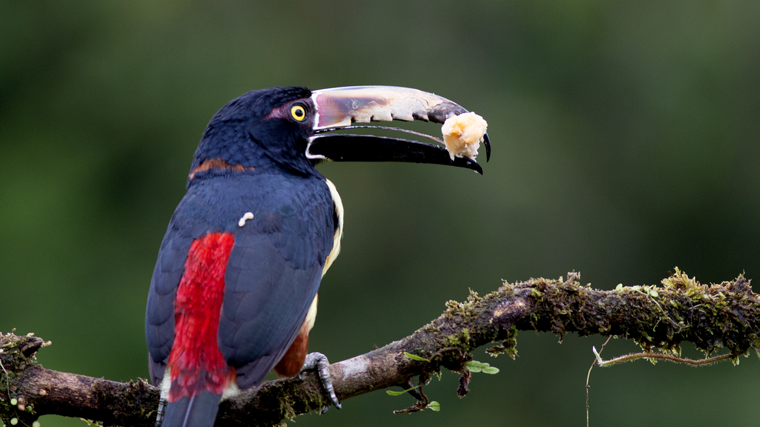 Collared Aracari